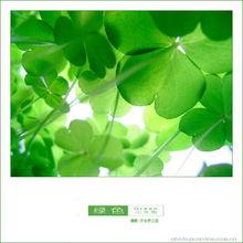 吃瓜四叶草娱乐